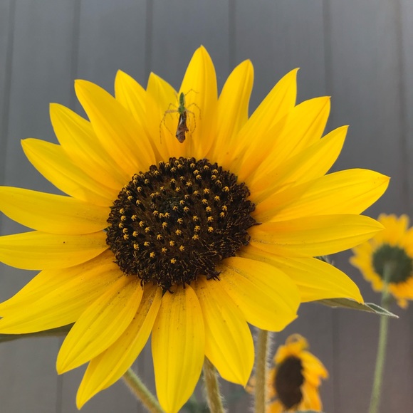 Meet your Posher, Heel - Picture 2 of 2